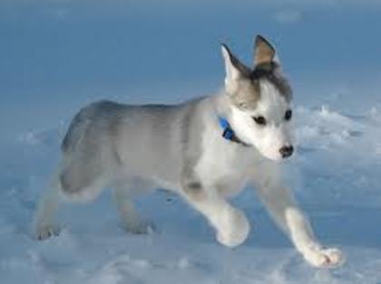 images (15) - Husky