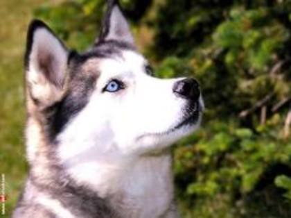 images (16) - Husky