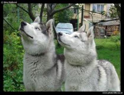 images (17) - Husky