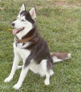 images (52) - Husky