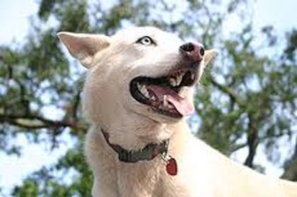 images (53) - Husky