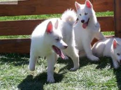 images (54) - Husky