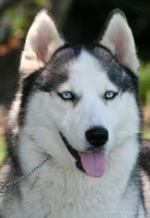 images (55) - Husky
