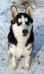 images (57) - Husky