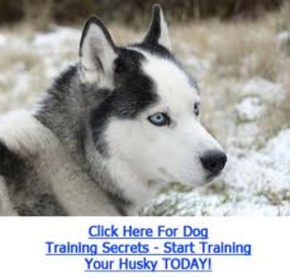 images (58) - Husky