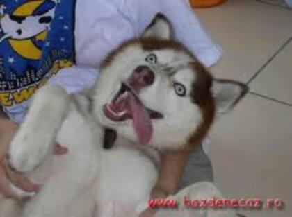 images (59) - Husky
