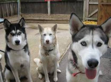 images (70) - Husky