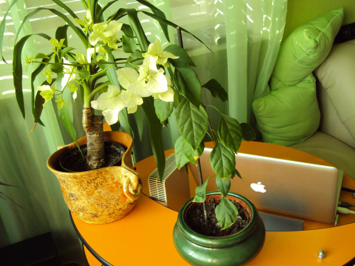 DSC03900 - Bougainvillea