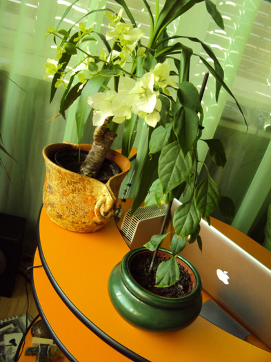 DSC03901 - Bougainvillea