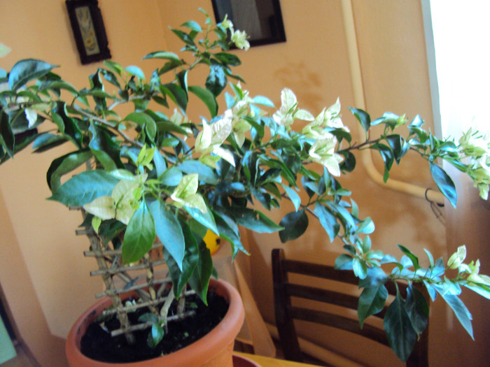 am luat-o cu flori si s-a pus din nou pe inflorit - Bougainvillea