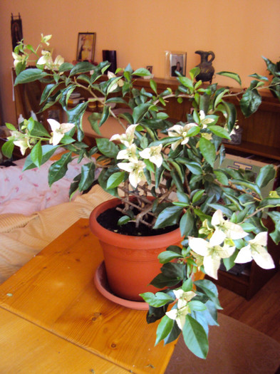 culoarea apare mai incet, sunt in crestere - Bougainvillea