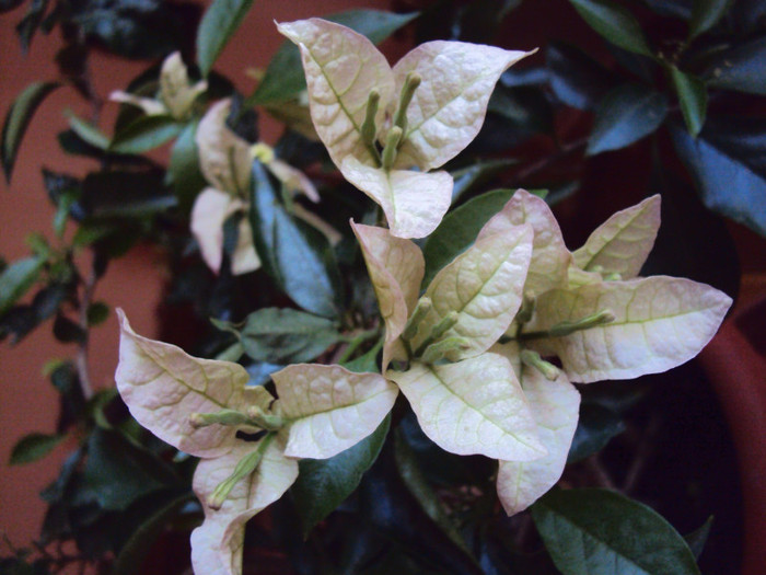era pacat s-o duc la racoare - Bougainvillea