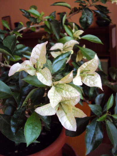 va creste si va mai capata culoare - Bougainvillea