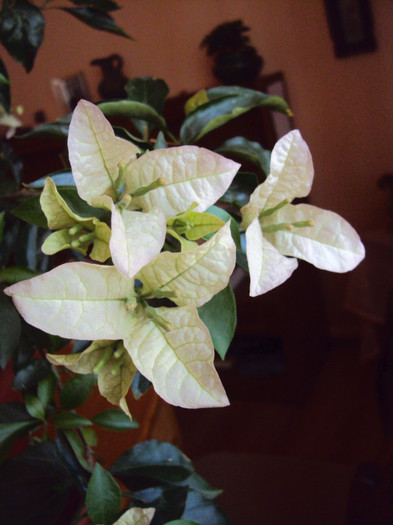  - Bougainvillea