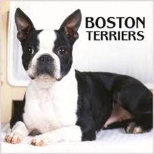 gfg - Boston terrier