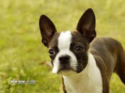 images (3) - Boston terrier