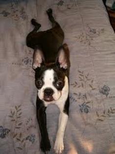 images (26) - Boston terrier