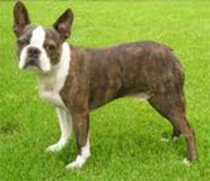 images (28) - Boston terrier