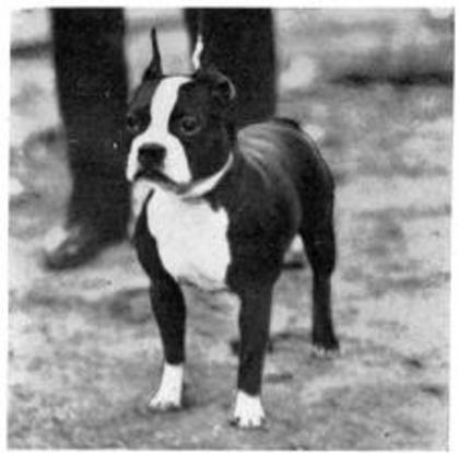 images (29) - Boston terrier
