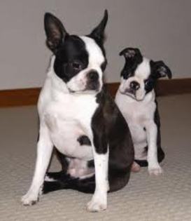 images (74) - Boston terrier