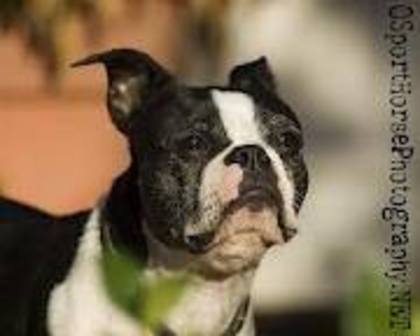 images (98) - Boston terrier