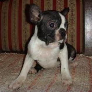 images (99) - Boston terrier