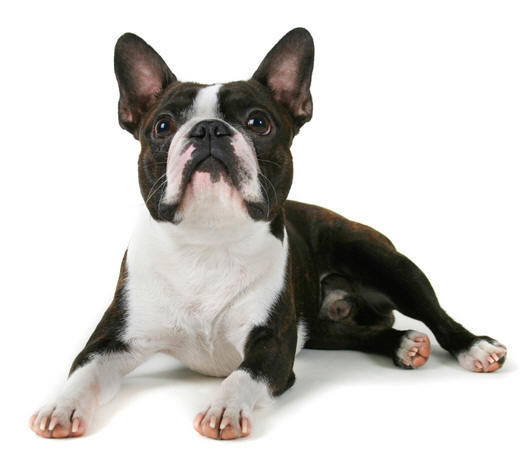 279056-boston_terrier