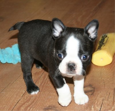 boston_terrier-13118