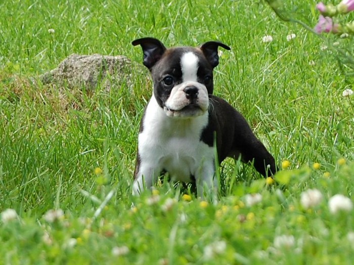 boston_terrier-13120