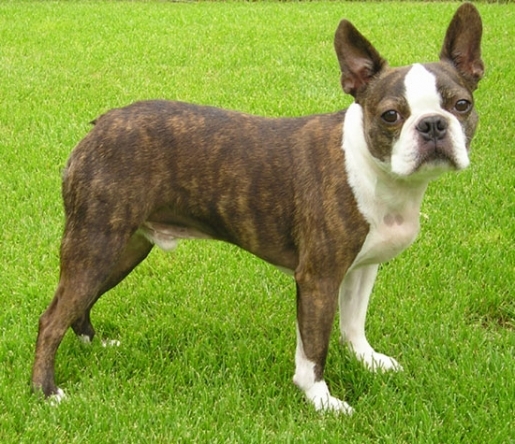 boston_terrier_b