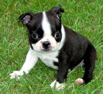boston-terrier-231bf