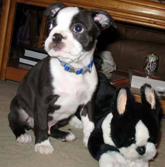 boston-terrier-pui