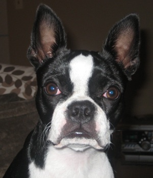 BostonTerrierSheebaDogCutePup