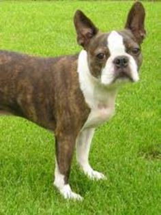 images (11) - Boston terrier