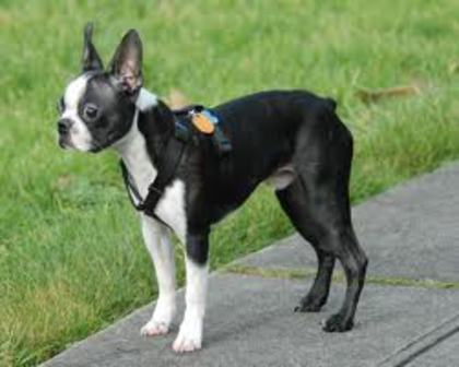 images (12) - Boston terrier