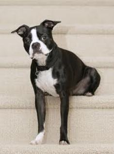images (15) - Boston terrier