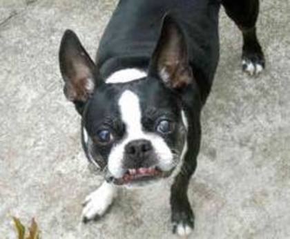 images (16) - Boston terrier