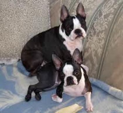 images (20) - Boston terrier