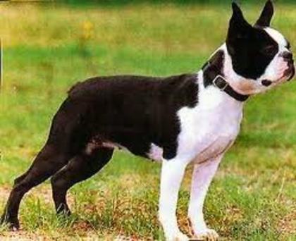 images (21) - Boston terrier