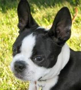 images (22) - Boston terrier