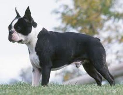 images (33) - Boston terrier