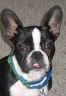 images (93) - Boston terrier