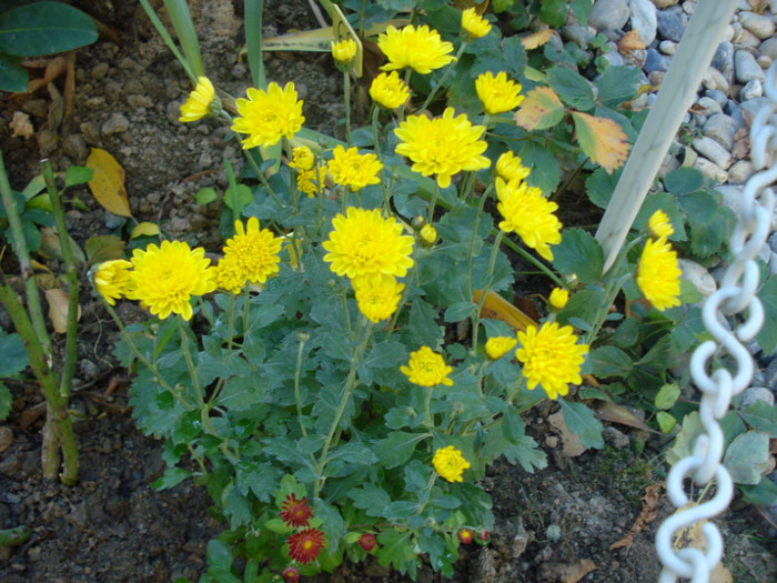DSC03343 - Crizanteme