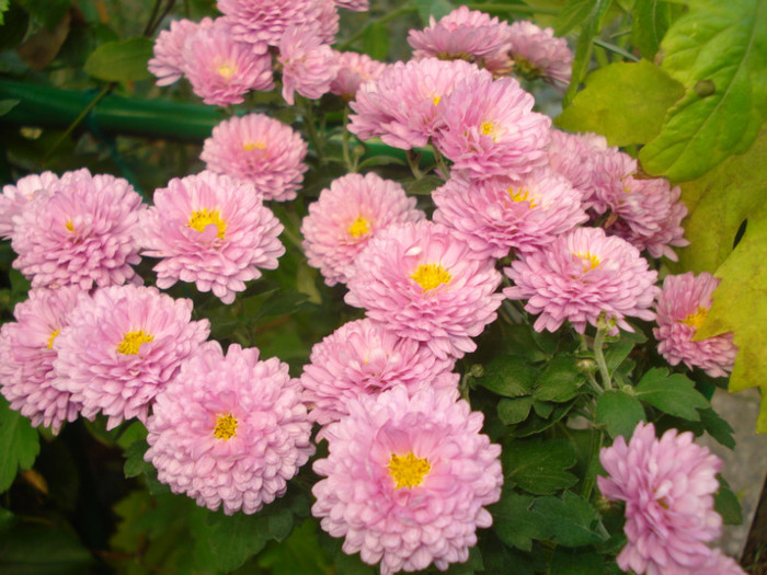 DSC03254 - Crizanteme