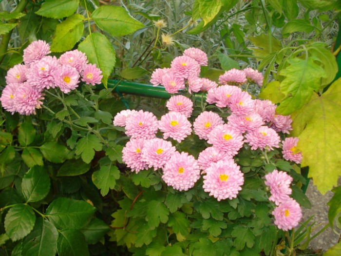 DSC03253 - Crizanteme