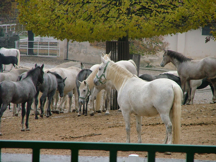 o vizità la caii LIPITANI - BLED-SLOVENIA