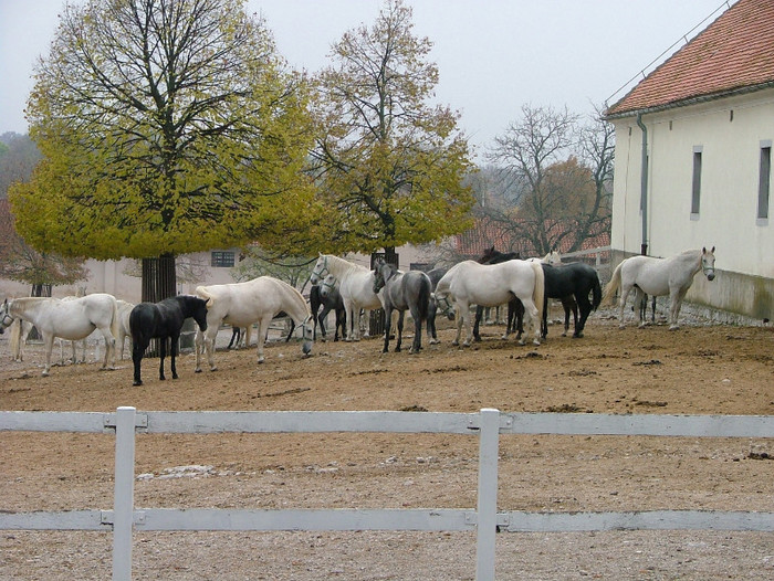 caii LIPITANI - BLED-SLOVENIA