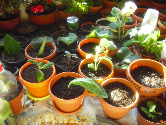 multumesc arianna - gloxinia 2011