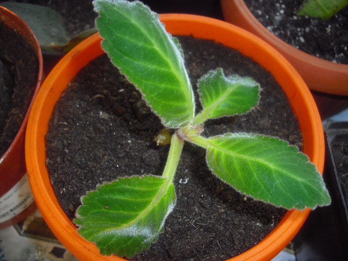 rosalinda Camelia - gloxinia 2011