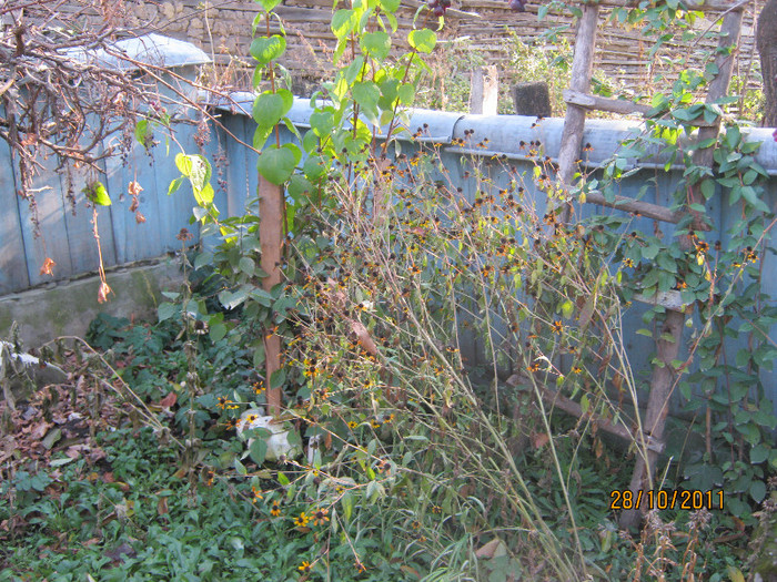29 oct 2011 001